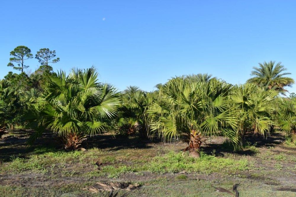 livistona-chinensis-chinese-fan-palm
