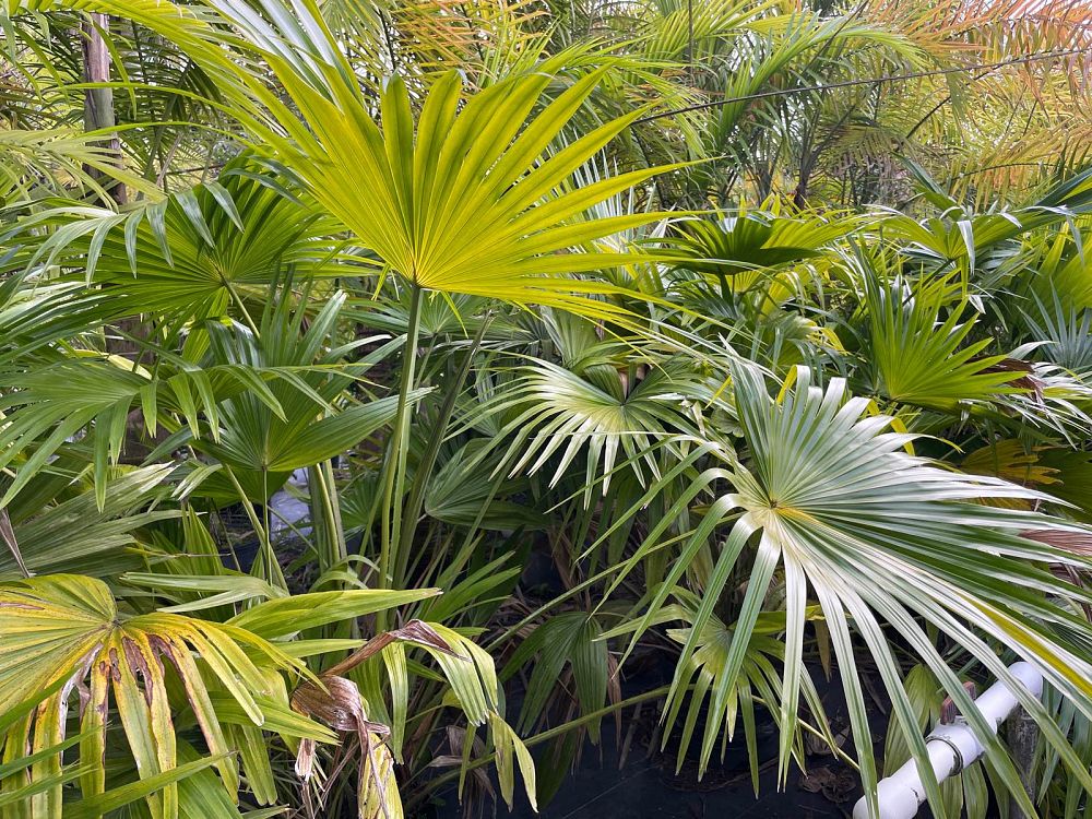 livistona-chinensis-chinese-fan-palm