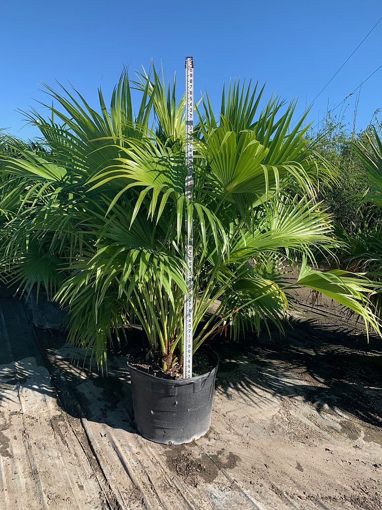 livistona-chinensis-chinese-fan-palm