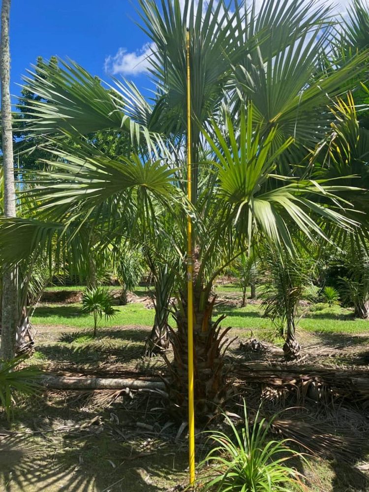 livistona-chinensis-chinese-fan-palm