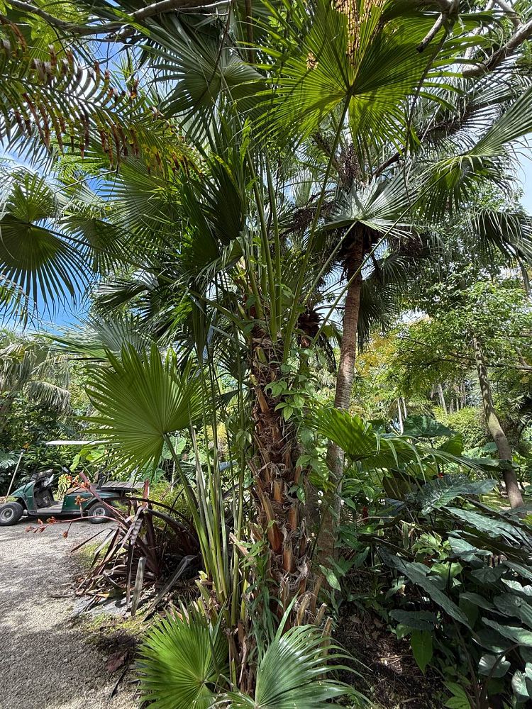 livistona-chinensis-chinese-fan-palm