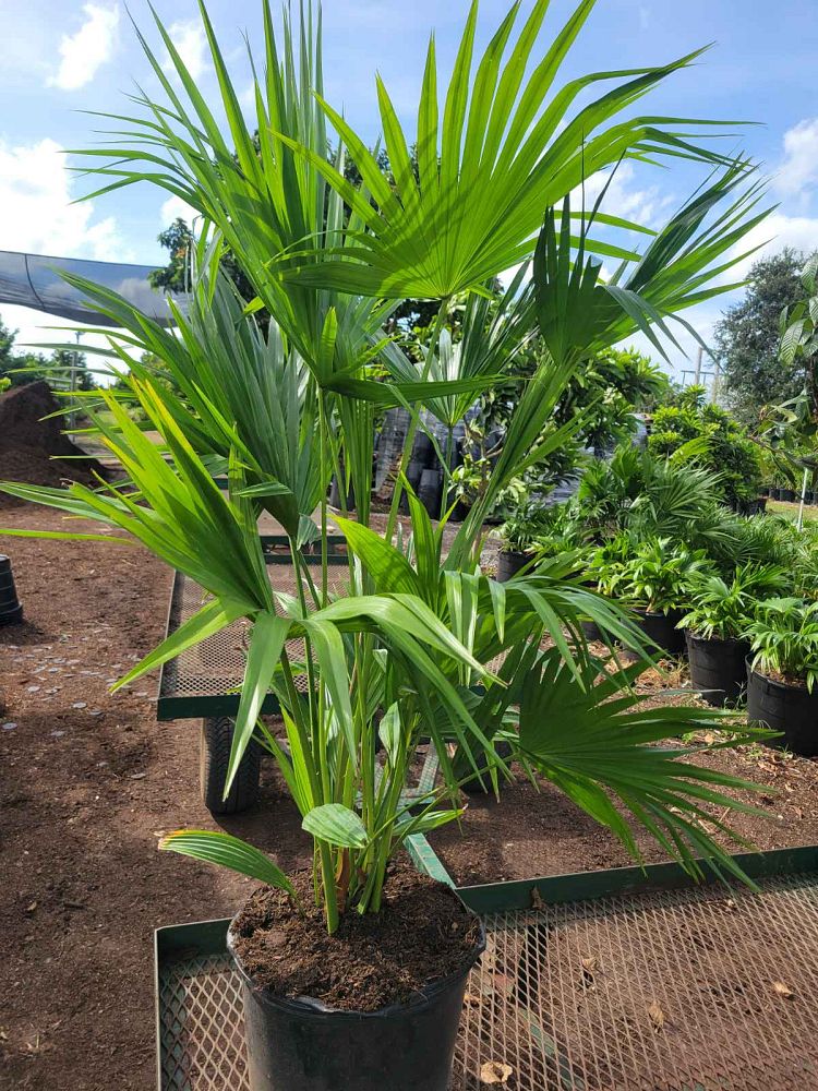 livistona-chinensis-chinese-fan-palm