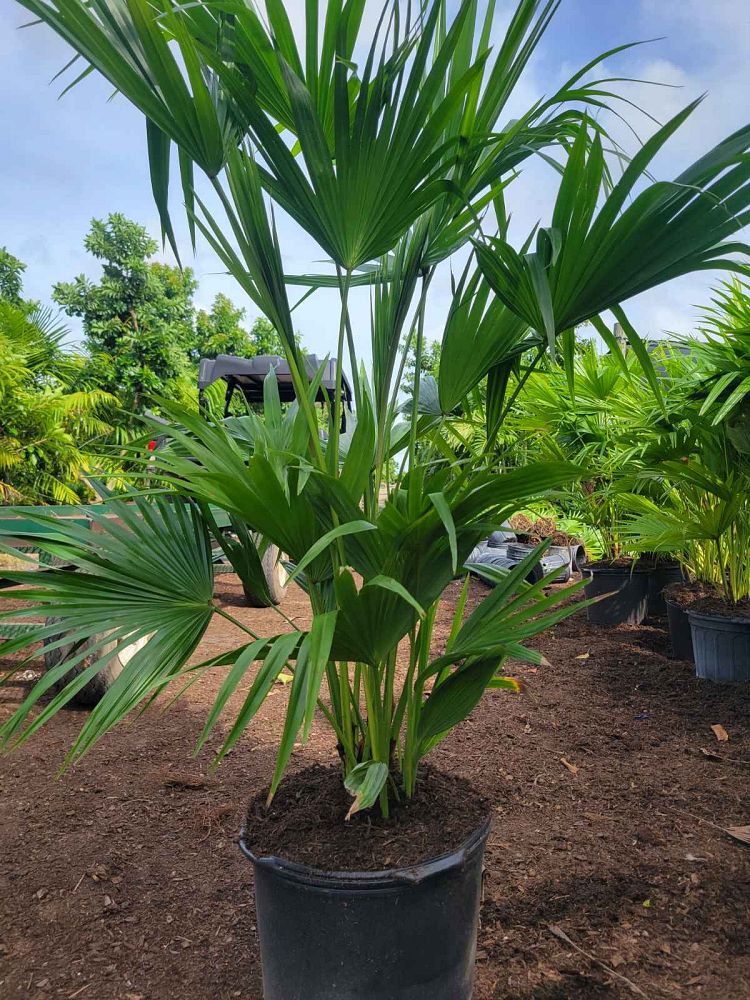 livistona-chinensis-chinese-fan-palm