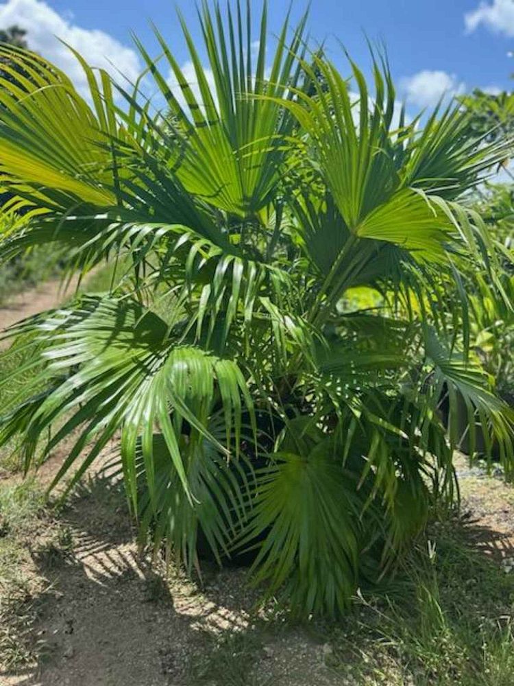 livistona-chinensis-chinese-fan-palm
