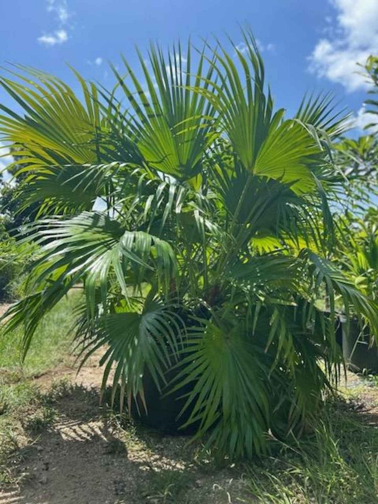 livistona-chinensis-chinese-fan-palm