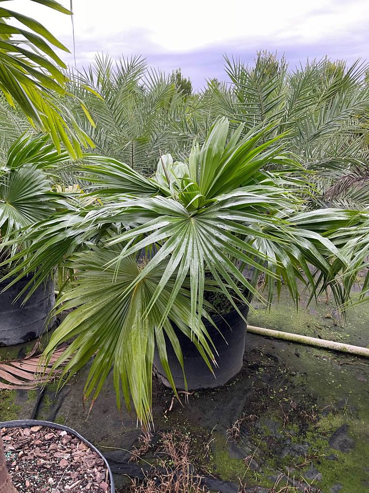 livistona-chinensis-chinese-fan-palm