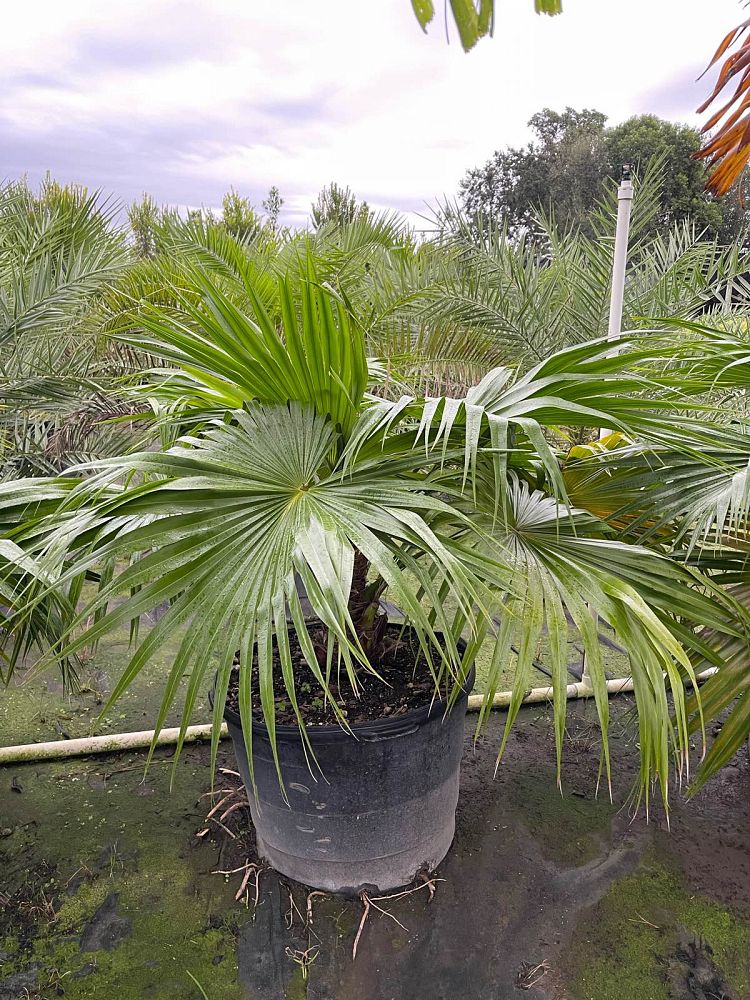 livistona-chinensis-chinese-fan-palm