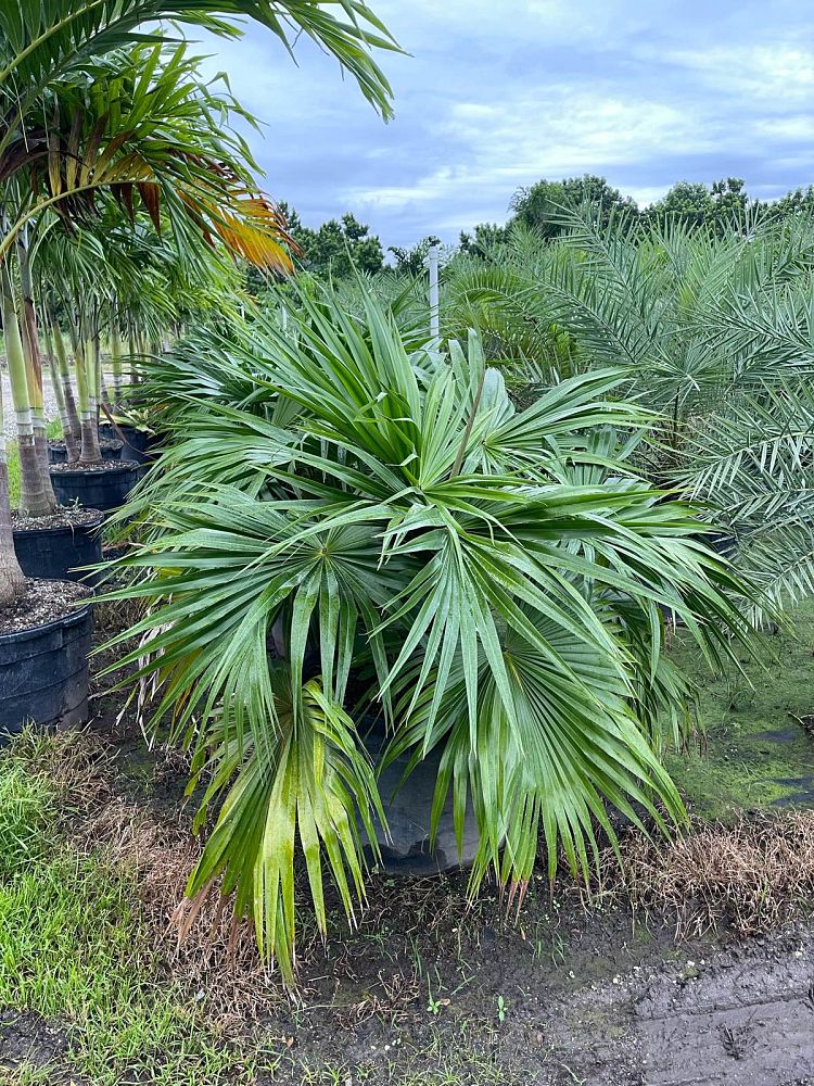 livistona-chinensis-chinese-fan-palm