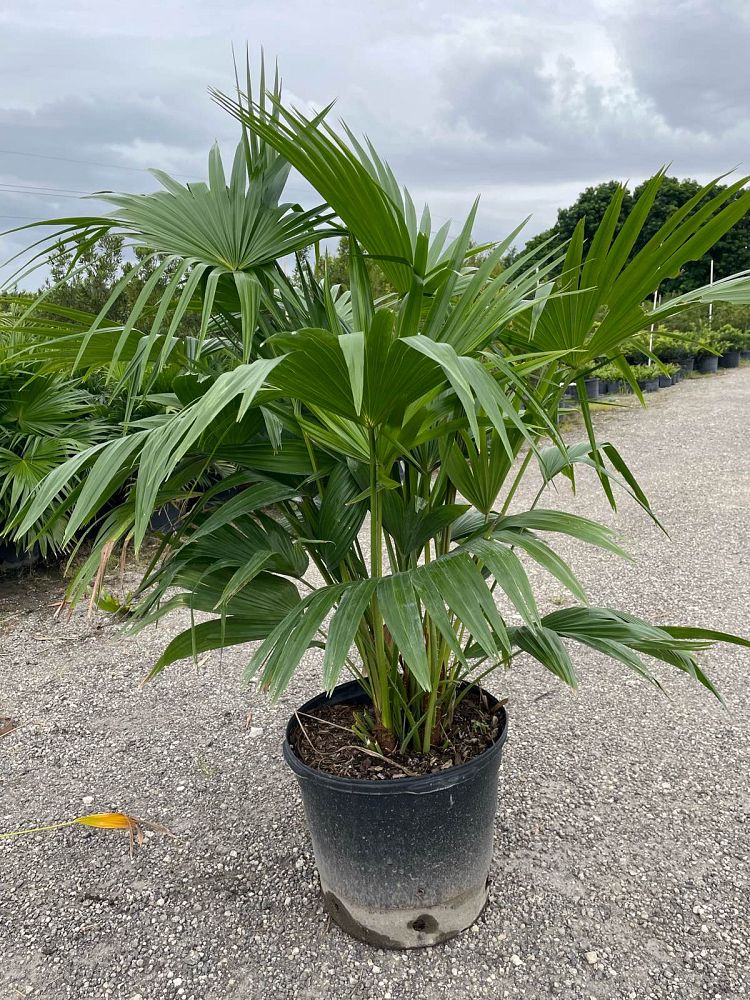livistona-chinensis-chinese-fan-palm