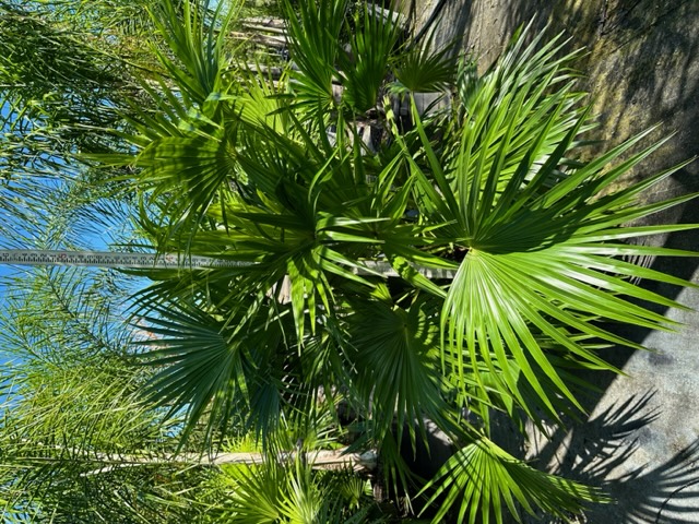 livistona-chinensis-chinese-fan-palm