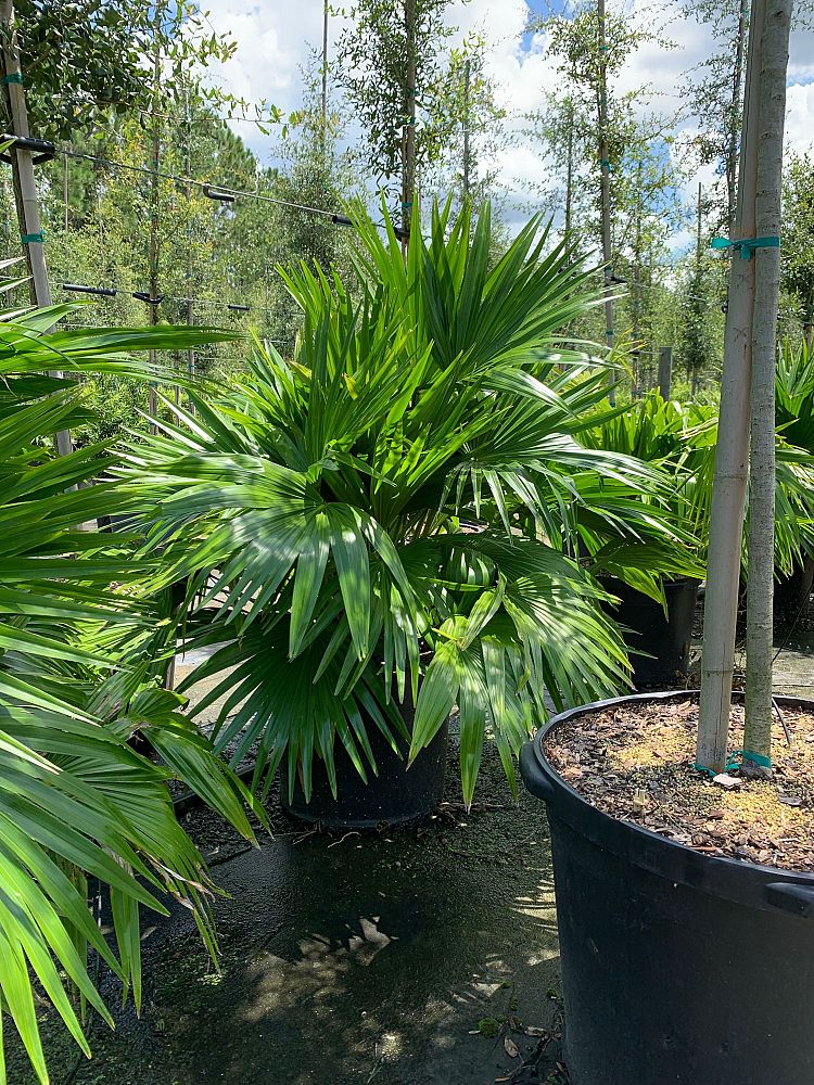 livistona-chinensis-chinese-fan-palm