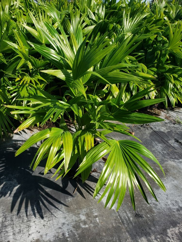 livistona-chinensis-chinese-fan-palm