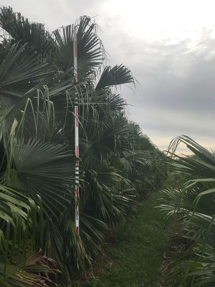 livistona-chinensis-chinese-fan-palm