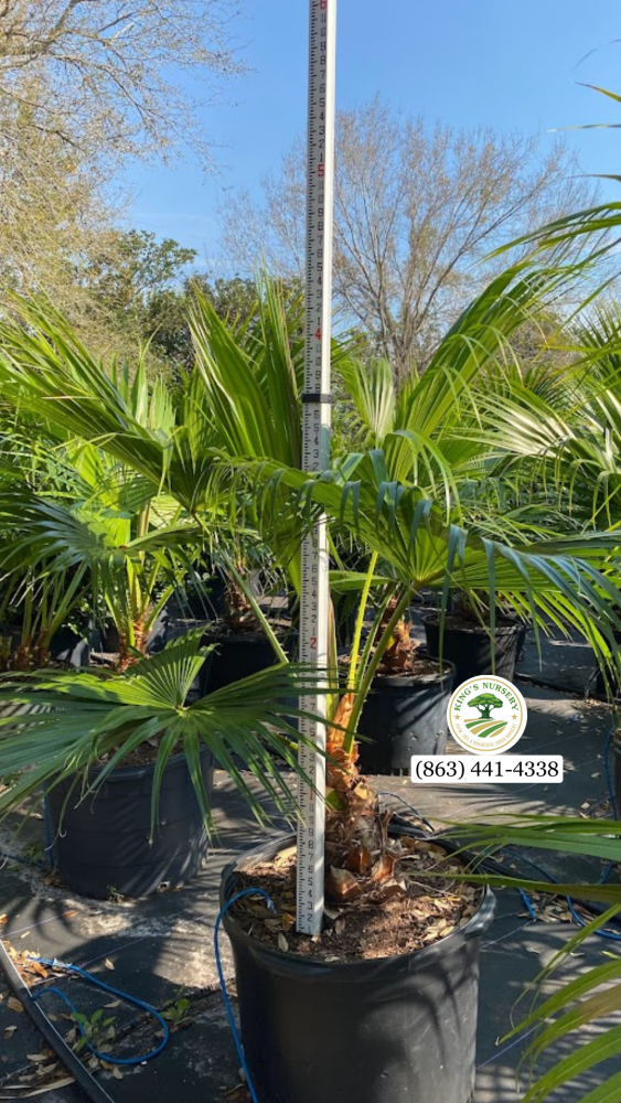 livistona-chinensis-chinese-fan-palm