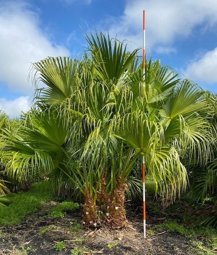 livistona-chinensis-chinese-fan-palm