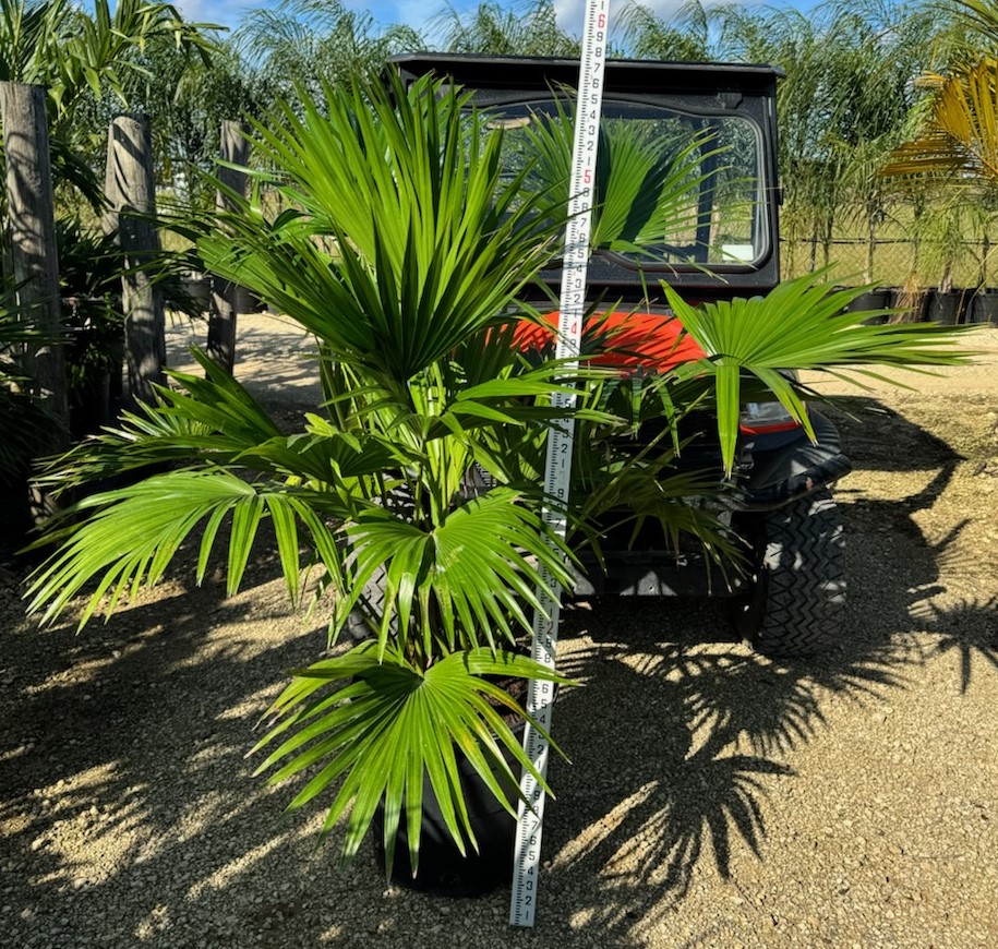 livistona-chinensis-chinese-fan-palm