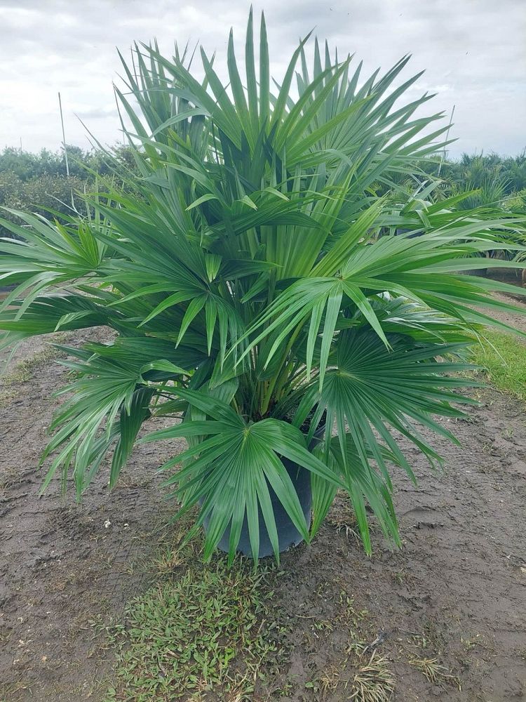 livistona-chinensis-chinese-fan-palm