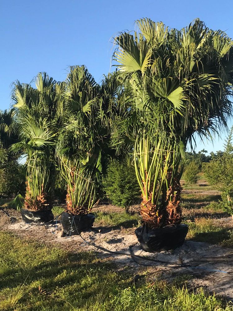 livistona-chinensis-chinese-fan-palm