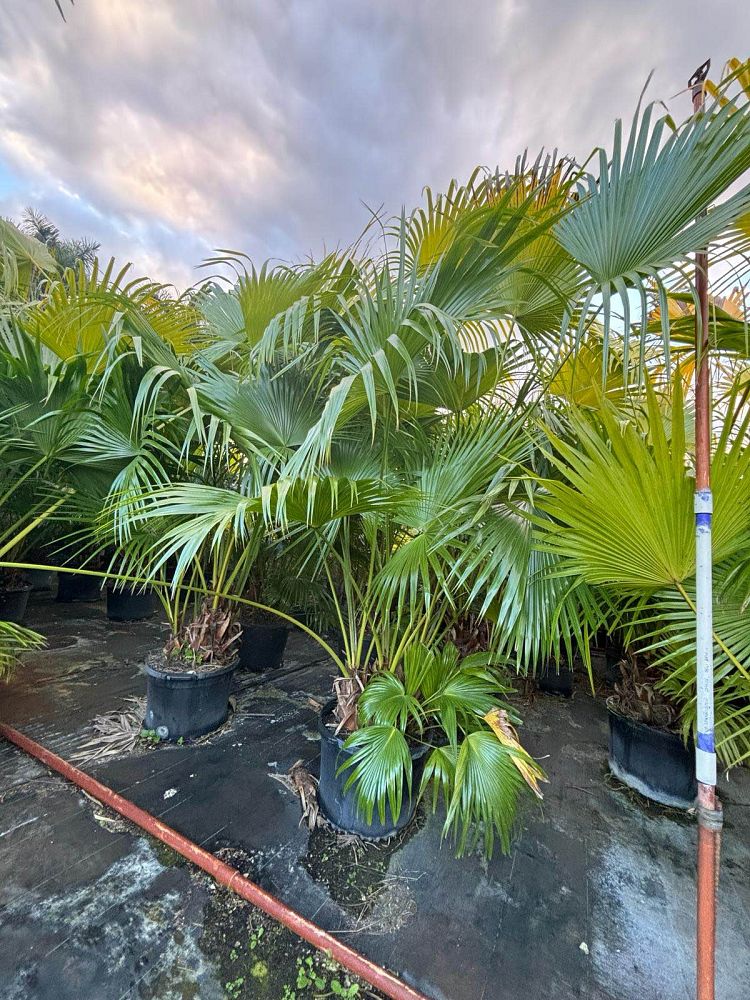 livistona-chinensis-chinese-fan-palm