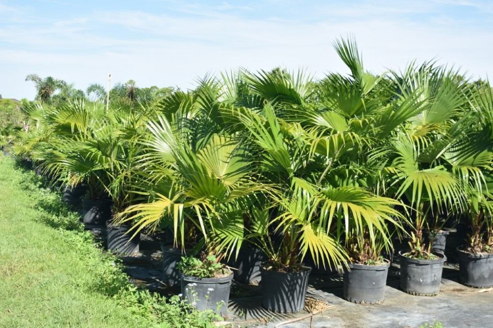 livistona-chinensis-chinese-fan-palm