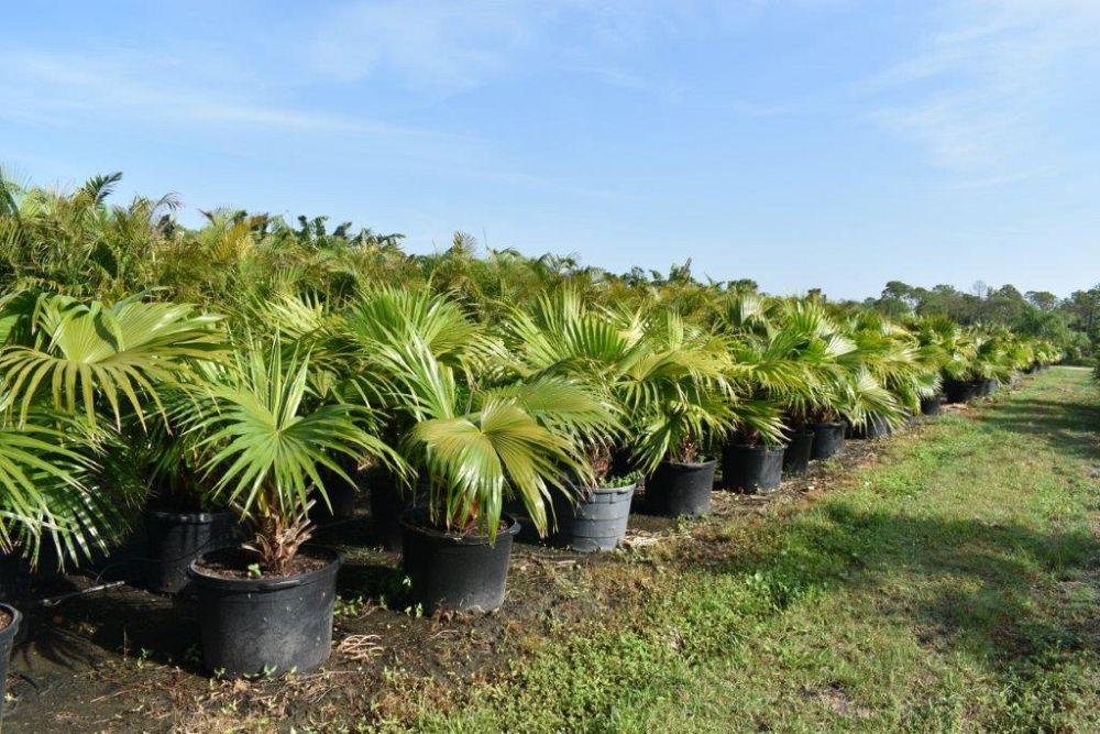 livistona-chinensis-chinese-fan-palm