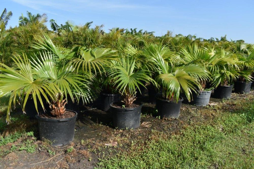livistona-chinensis-chinese-fan-palm