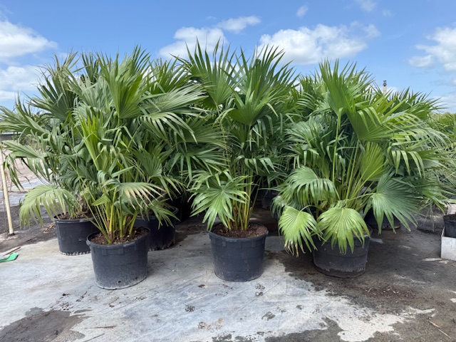 livistona-chinensis-chinese-fan-palm