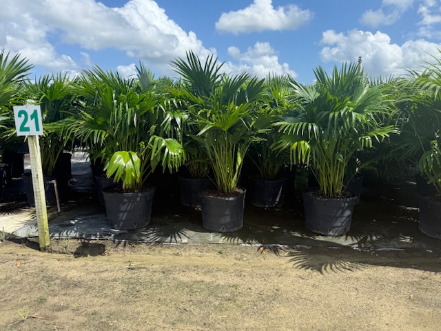 livistona-chinensis-chinese-fan-palm