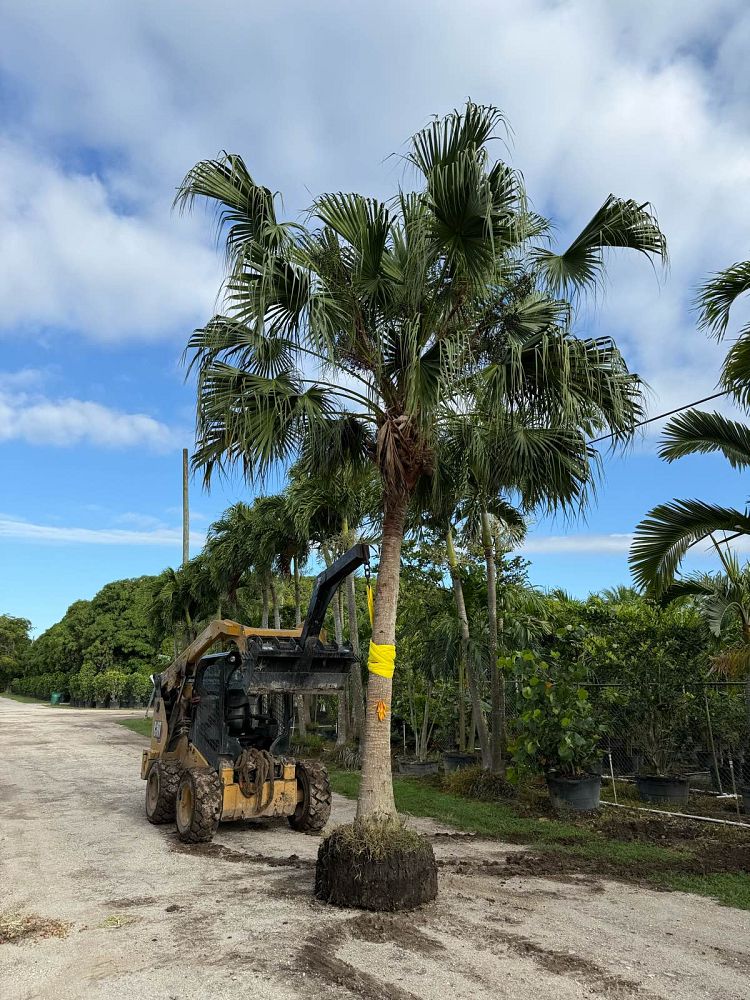 livistona-chinensis-chinese-fan-palm