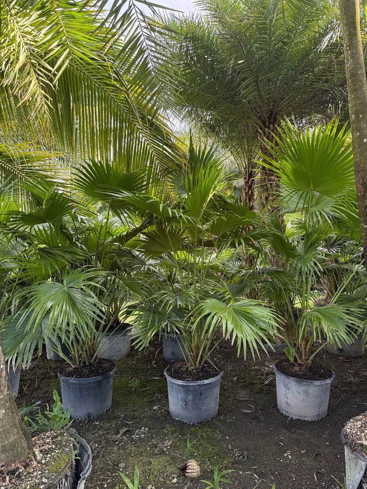 livistona-chinensis-chinese-fan-palm