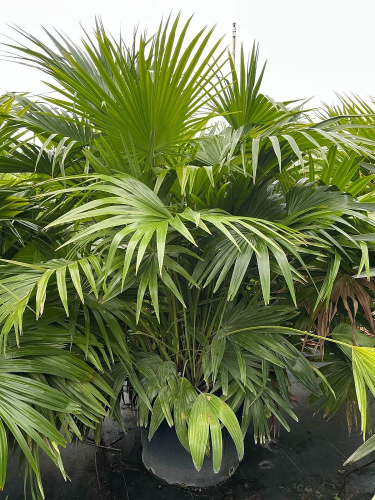 livistona-chinensis-chinese-fan-palm