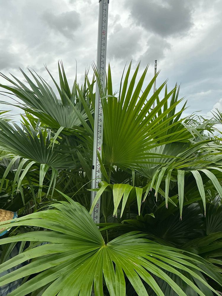 livistona-chinensis-chinese-fan-palm