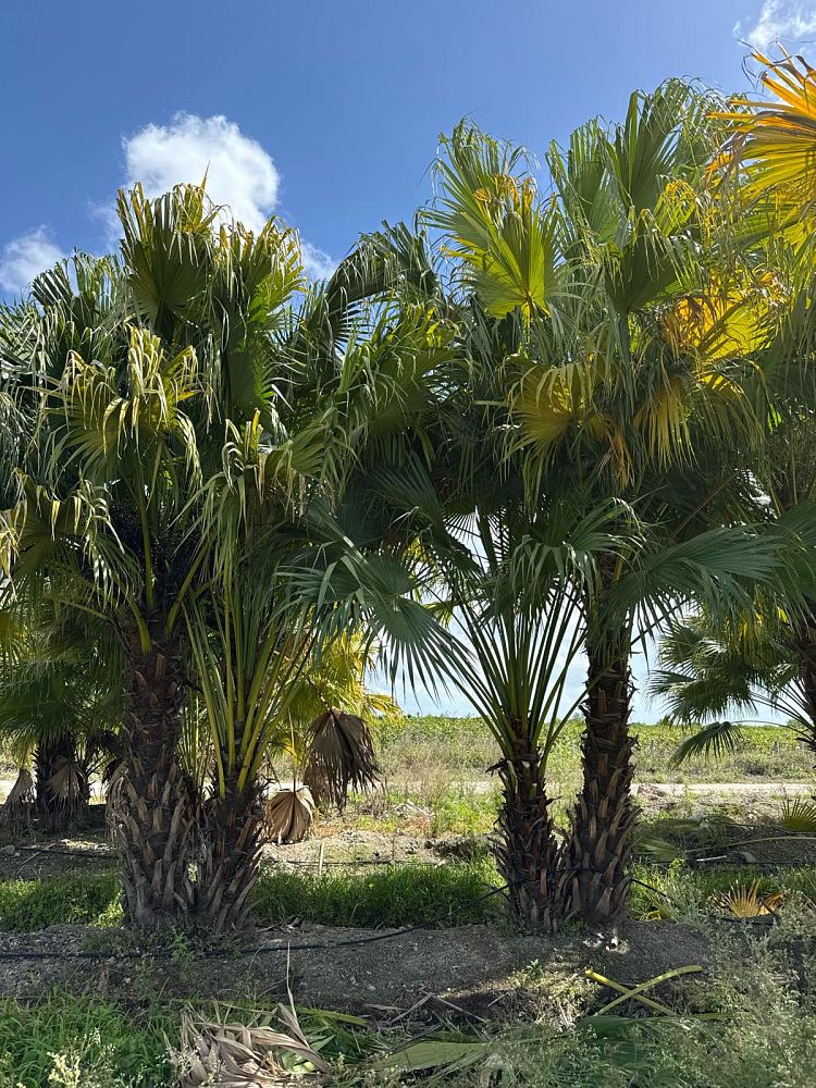 livistona-chinensis-chinese-fan-palm