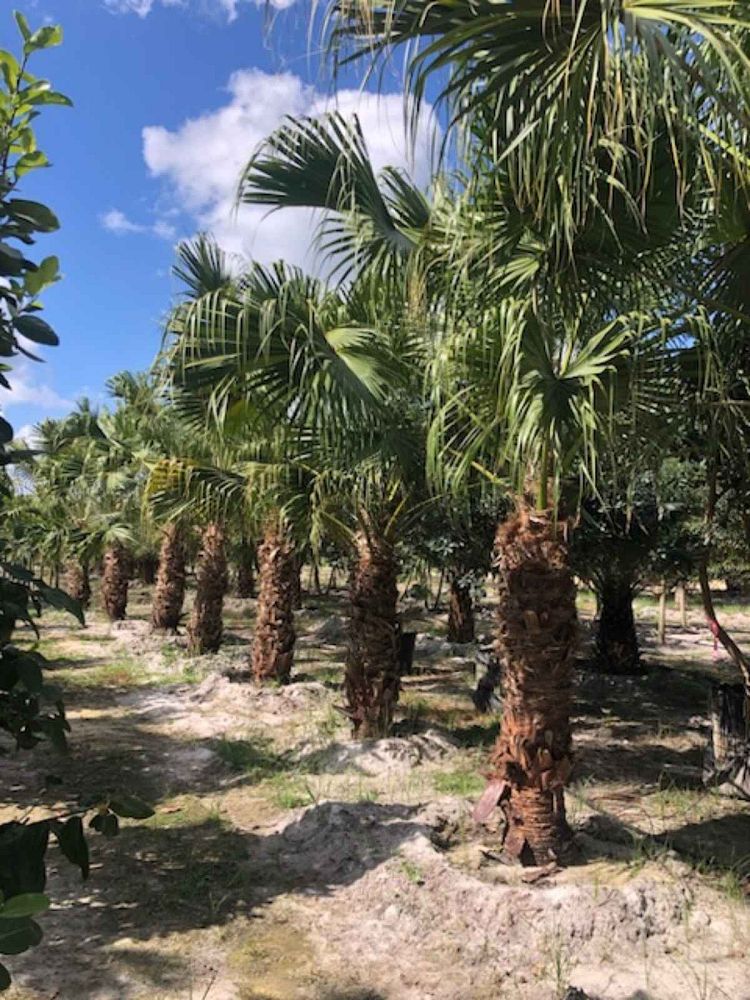 livistona-chinensis-chinese-fan-palm