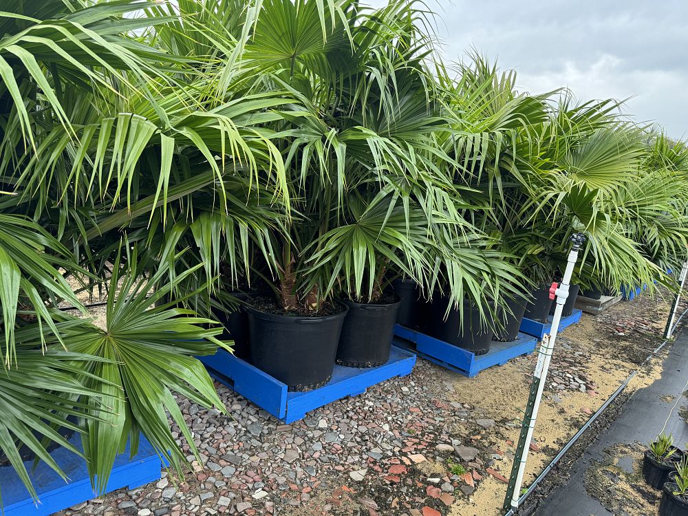 livistona-chinensis-chinese-fan-palm