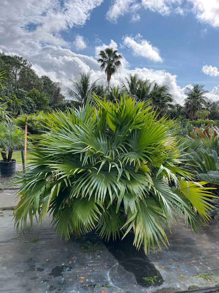 livistona-chinensis-chinese-fan-palm