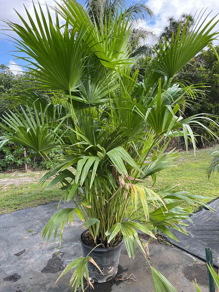 livistona-chinensis-chinese-fan-palm