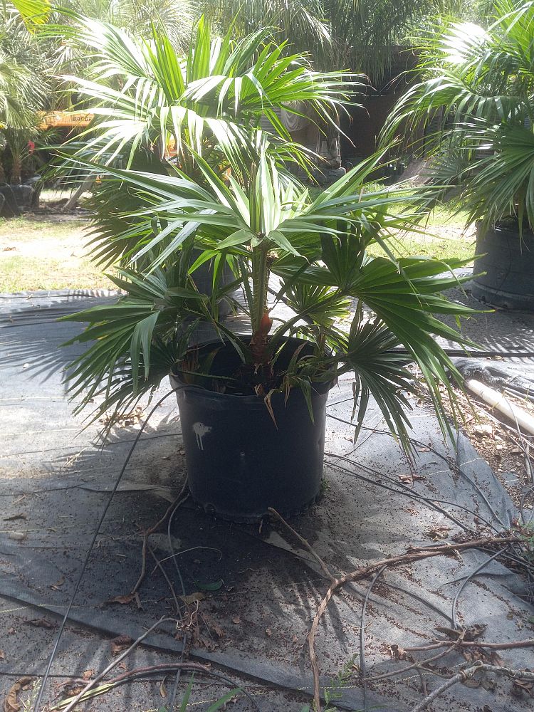 livistona-chinensis-chinese-fan-palm