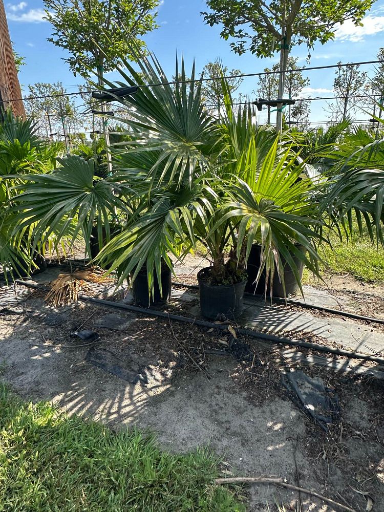 livistona-chinensis-chinese-fan-palm