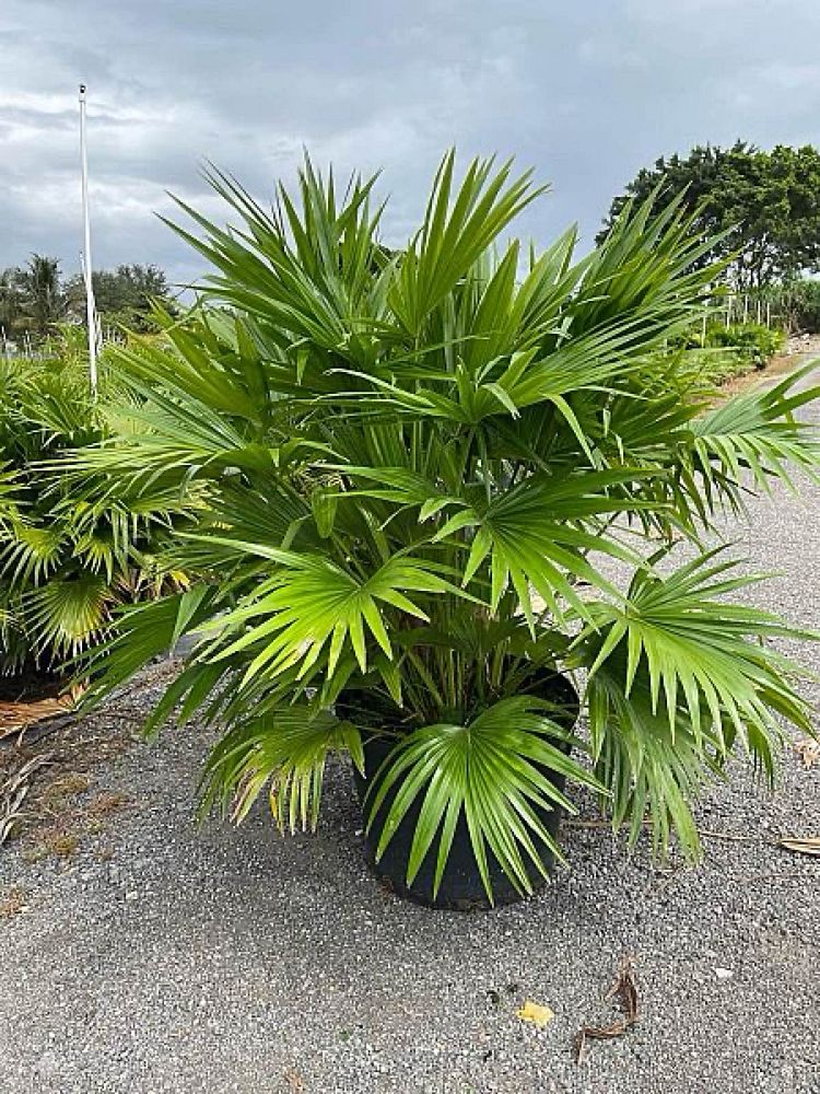 livistona-chinensis-chinese-fan-palm