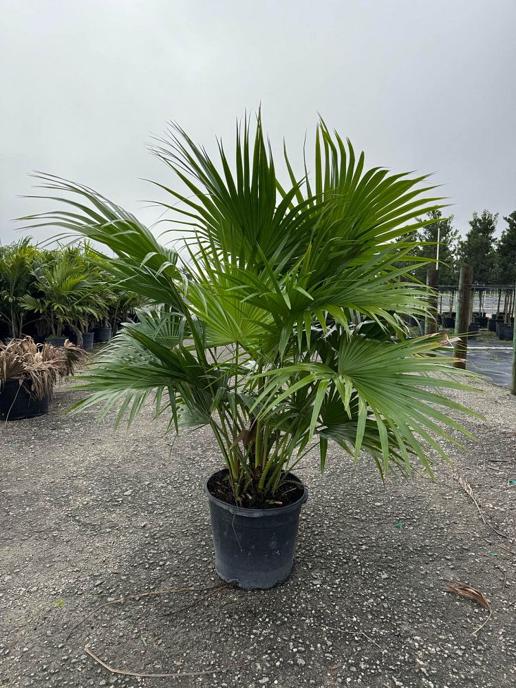 livistona-chinensis-chinese-fan-palm