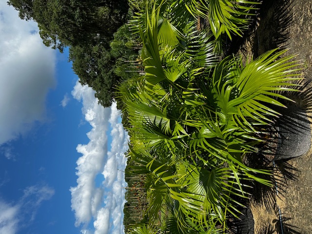 livistona-chinensis-chinese-fan-palm