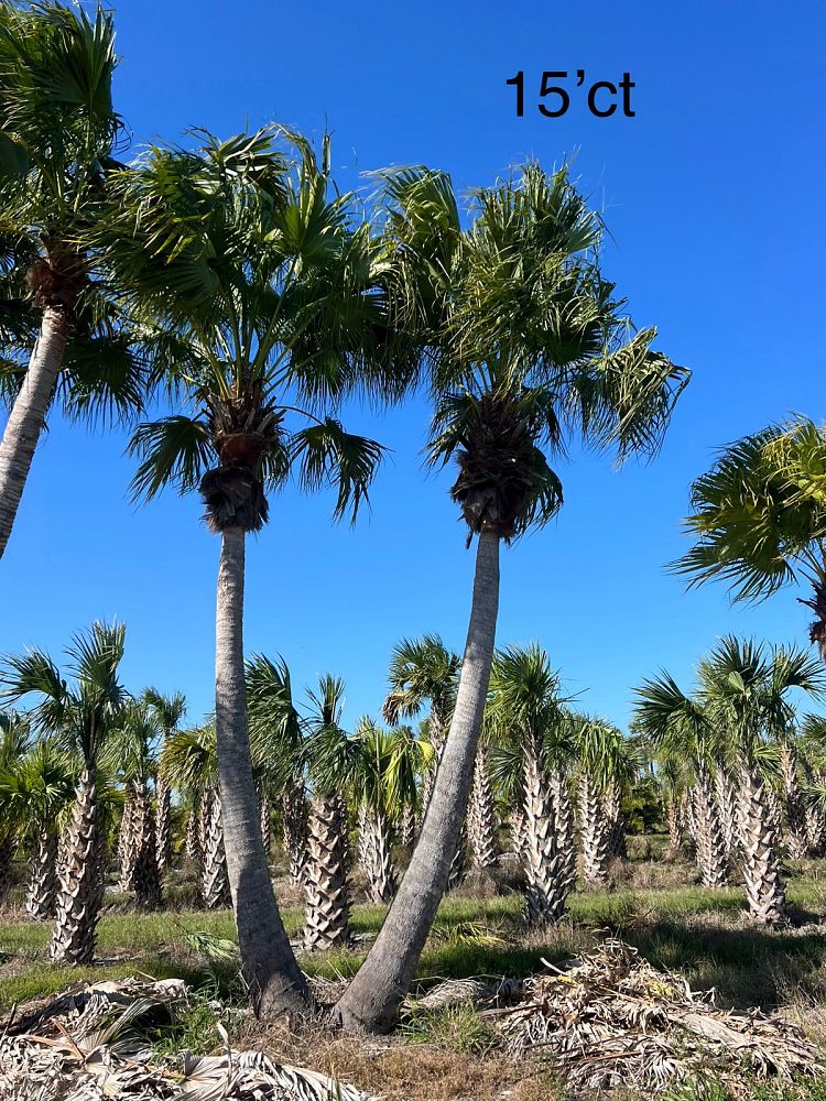 livistona-chinensis-chinese-fan-palm