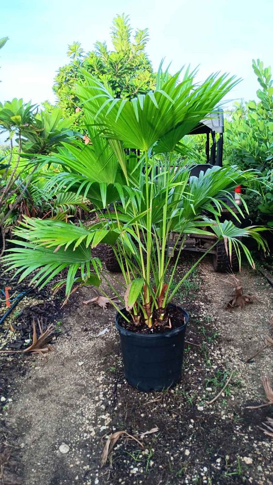 livistona-chinensis-chinese-fan-palm