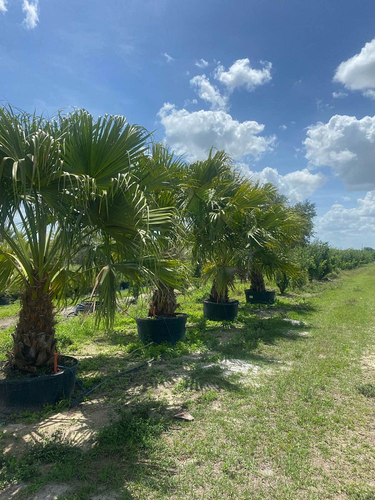livistona-chinensis-chinese-fan-palm