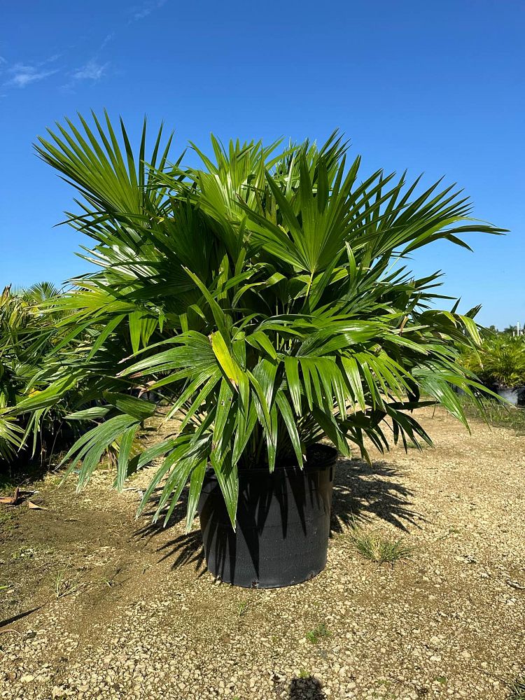 livistona-chinensis-chinese-fan-palm