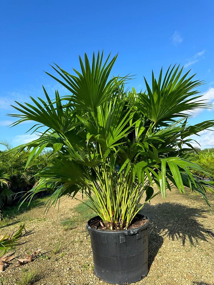 livistona-chinensis-chinese-fan-palm
