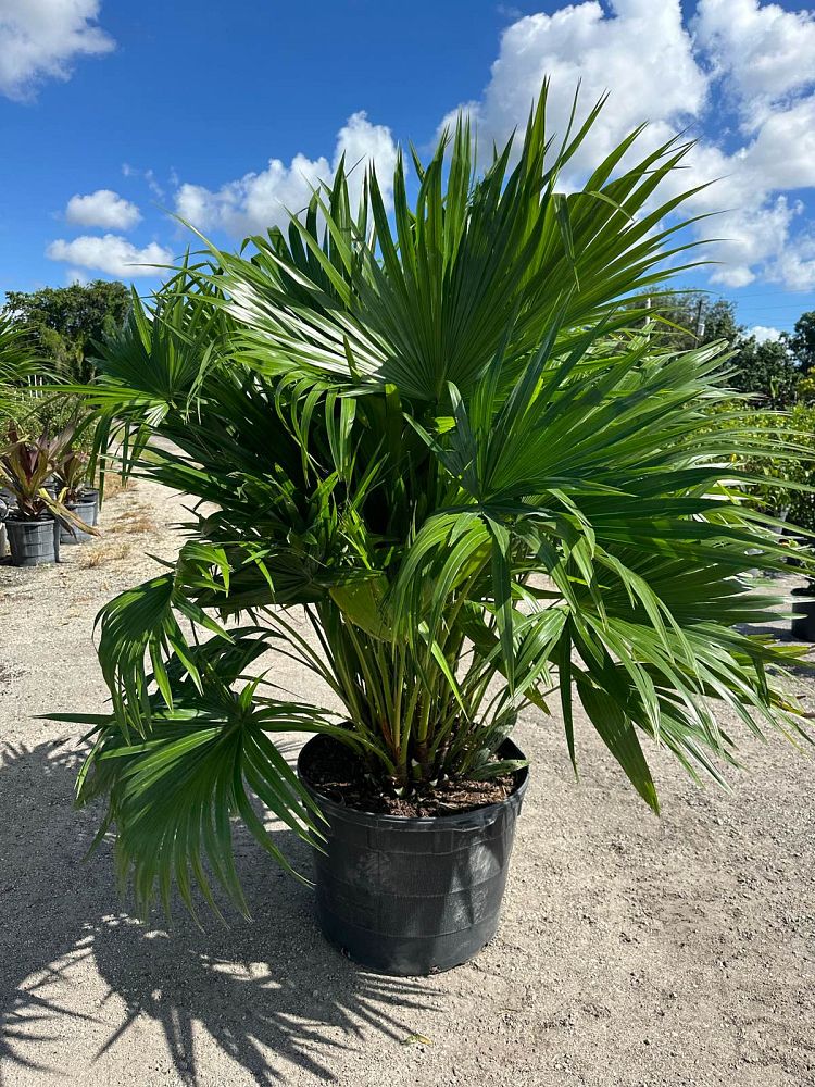 livistona-chinensis-chinese-fan-palm