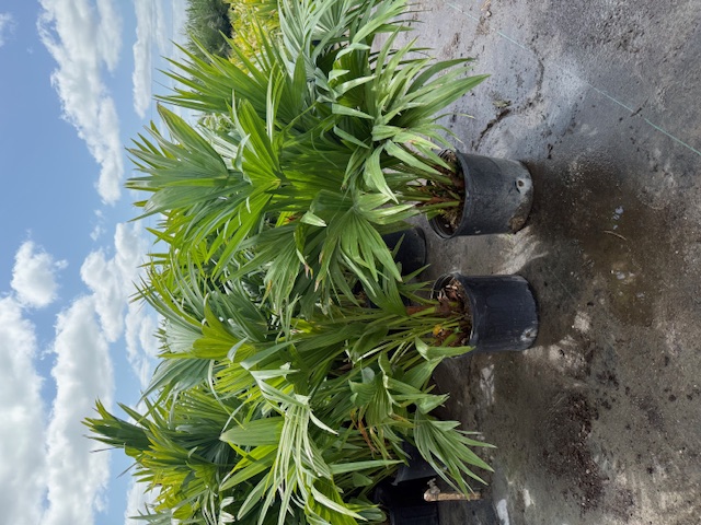 livistona-chinensis-chinese-fan-palm