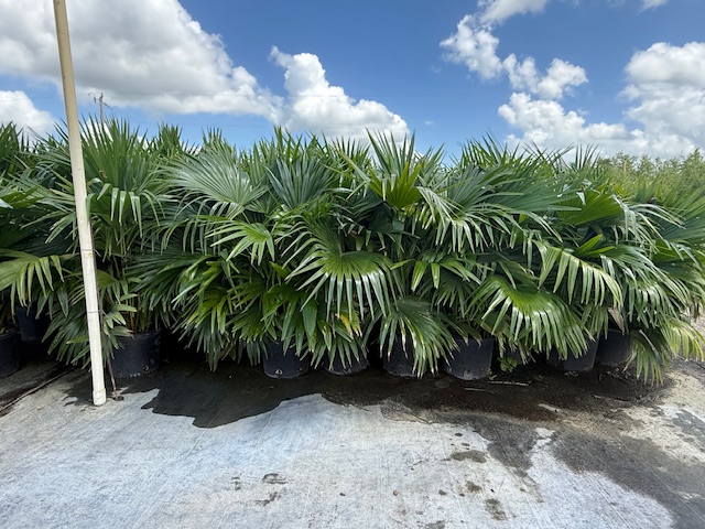 livistona-chinensis-chinese-fan-palm